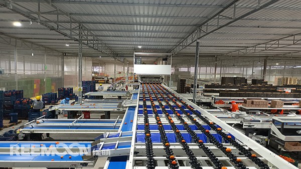 秋意漸濃, 橘香四溢。秘魯最大的冷庫制造商Friopacking投資新建的加工廠里熱鬧不凡，綠萌Fruscan S7柑橘分選設(shè)備正火力全開。據(jù)悉，F(xiàn)riopacking投資的公司Packing del Carmen主要加工柑橘和牛油果。與綠萌的結(jié)緣也是得益于南非與智利客戶的大力推薦。在經(jīng)過與多家分選設(shè)備生產(chǎn)商比對以及與綠萌工程師溝通后，Packing del Ca