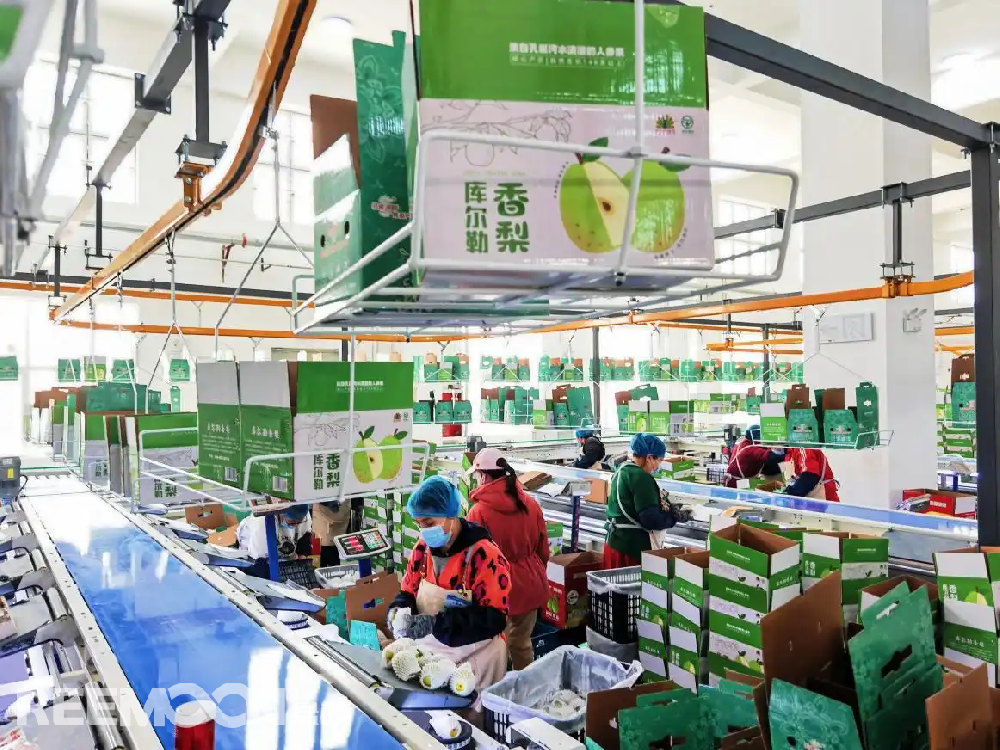 每個香梨都被放在專屬的小托盤里，從傳送帶上“走”到電腦稱重的“過道”里，被分為180克以上、160克至180克、140克至160克、120克至140克、100克至120克等各個規(guī)格，分為不同級別后，一個個香梨“躺”著被電腦指令輸送到不同的級別通道中，順著傳送帶就送到了包裝工人的手邊，他們再一個個套上保鮮紙和發(fā)泡網(wǎng)，頭頂上傳送的